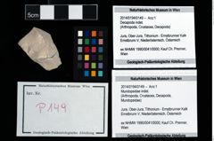 Foto (Objekt + Etikett) von Mundopsidae indet.  (NHMW-GEO-2014-0194-0149)